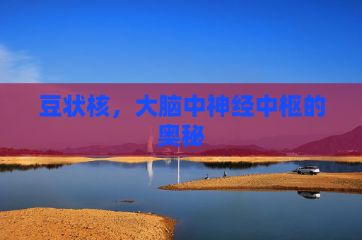 豆状核，大脑中神经中枢的奥秘
