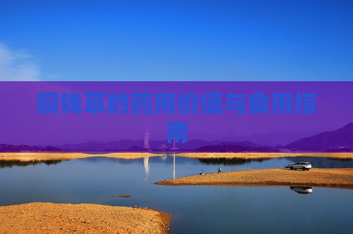 铜钱草的药用价值与食用指南