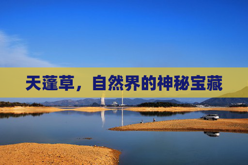 天蓬草，自然界的神秘宝藏