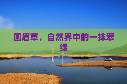 画眉草，自然界中的一抹翠绿