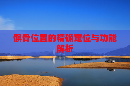 髌骨位置的精确定位与功能解析