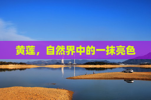 黄莲，自然界中的一抹亮色