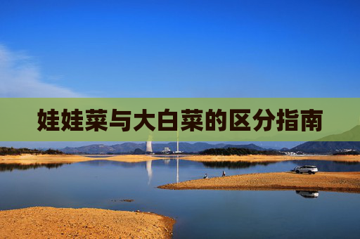 娃娃菜与大白菜的区分指南