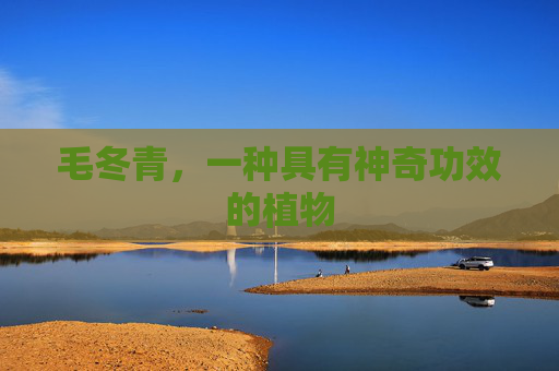 毛冬青，一种具有神奇功效的植物