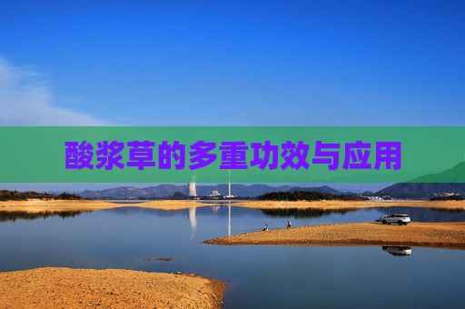 酸浆草的多重功效与应用