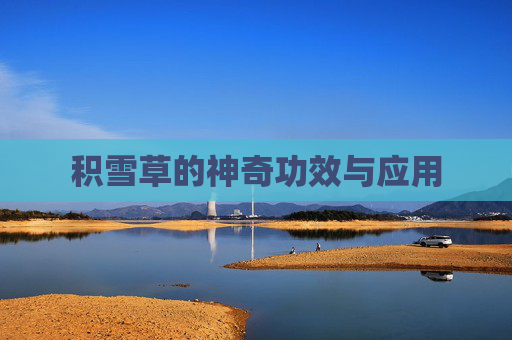 积雪草的神奇功效与应用