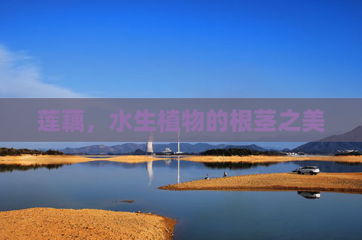 莲藕,水生植物的根茎之美 莲藕,水生植物的根茎之美