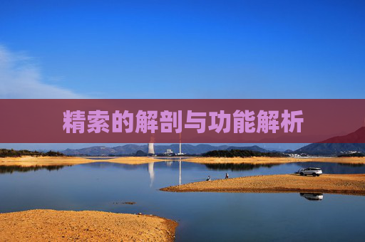 精索的解剖与功能解析