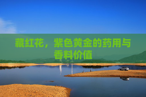 藏红花，紫色黄金的药用与香料价值
