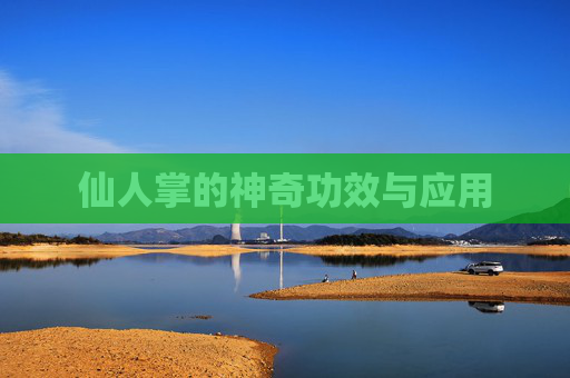 仙人掌的神奇功效与应用