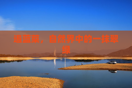 遏蓝菜，自然界中的一抹翠绿