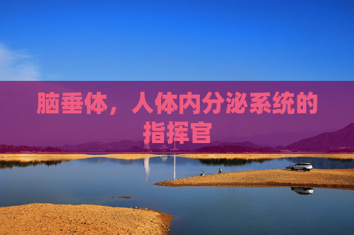 脑垂体，人体内分泌系统的指挥官