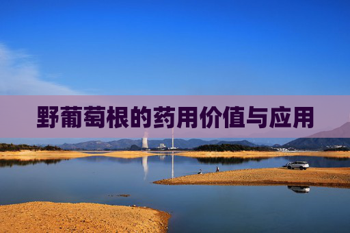 野葡萄根的药用价值与应用