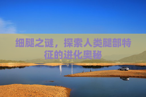 细腿之谜，探索人类腿部特征的进化奥秘
