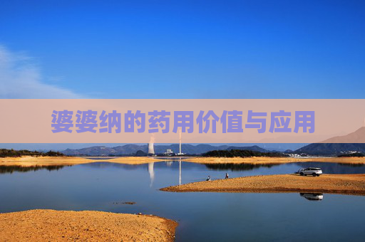 婆婆纳的药用价值与应用