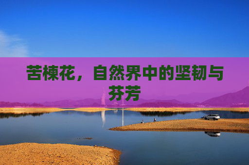 苦楝花，自然界中的坚韧与芬芳