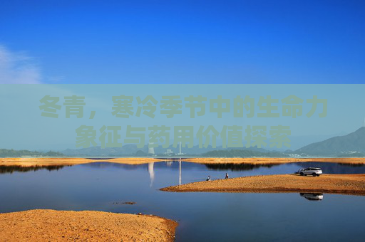 冬青，寒冷季节中的生命力象征与药用价值探索
