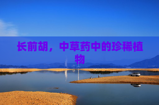 长前胡，中草药中的珍稀植物