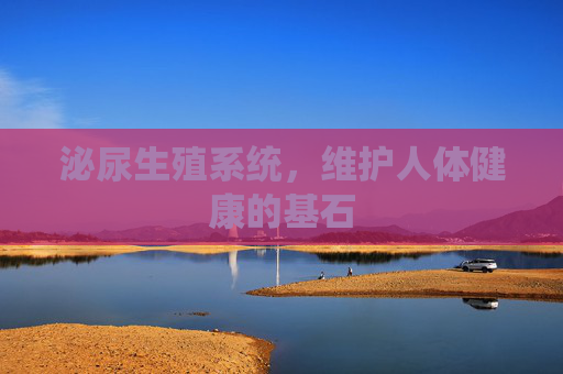 泌尿生殖系统，维护人体健康的基石
