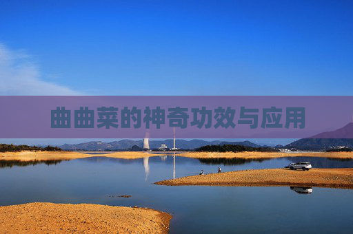 曲曲菜的神奇功效与应用