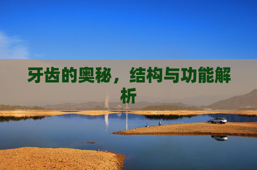 牙齿的奥秘，结构与功能解析